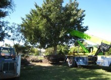 Kwikfynd Tree Management Services
kerrscreek
