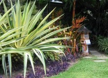 Kwikfynd Tropical Landscaping
kerrscreek